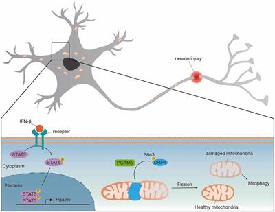 Mitochondrial Protein PGAM5 Emerges as a New Regulator in Neurological Diseases